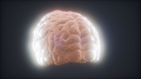 Schleife-Rotierende-Animation-Des-Menschlichen-Gehirns